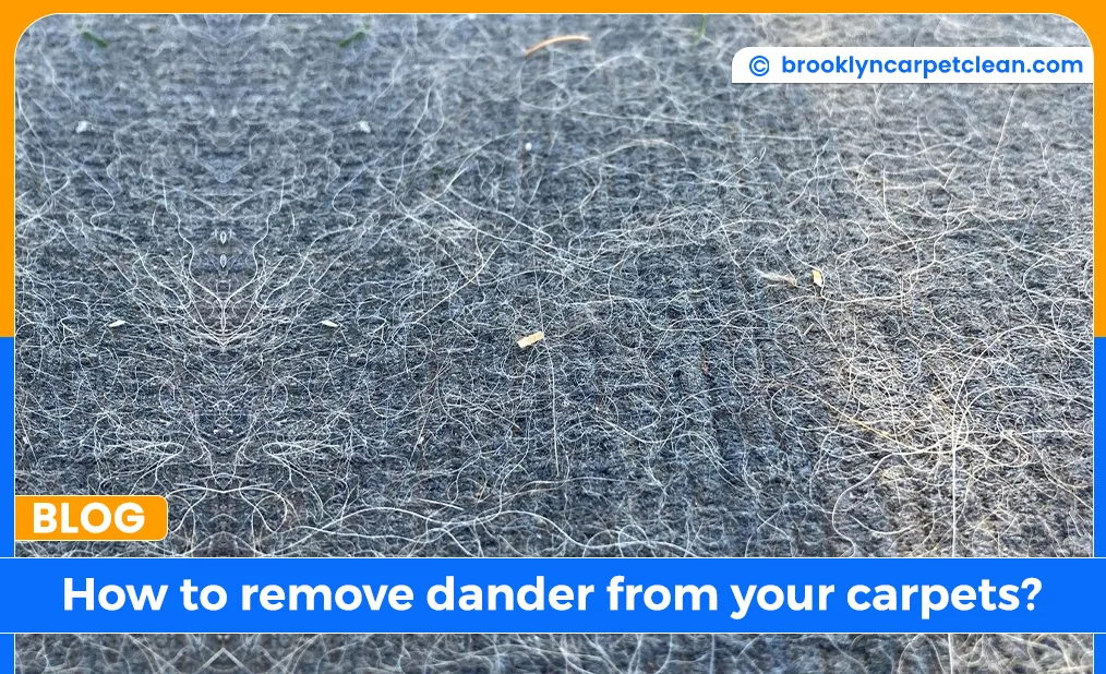 carpet cleaning in brooklyn, carpet cleaning in new york, carpet cleaning brooklyn, carpet cleaners in brooklyn, carpet cleaners in new york, commercial carpet cleaning, commercial carpet cleaning in brooklyn, brooklyn rug cleaners, rug cleaning services in brooklyn, same day carpet cleaning, same day rug cleaning